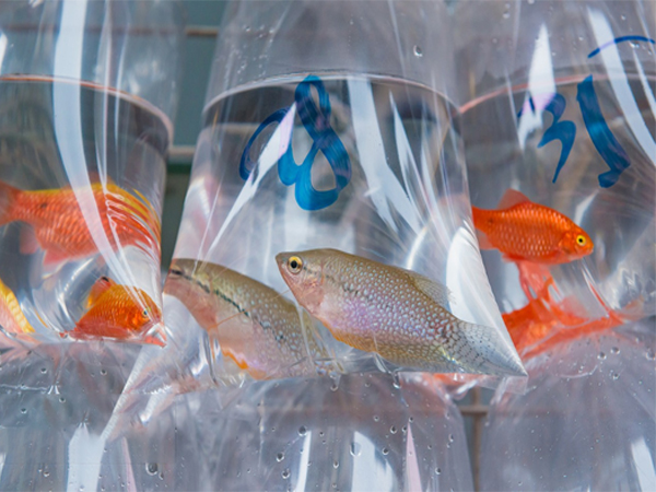 ����Ӧ��